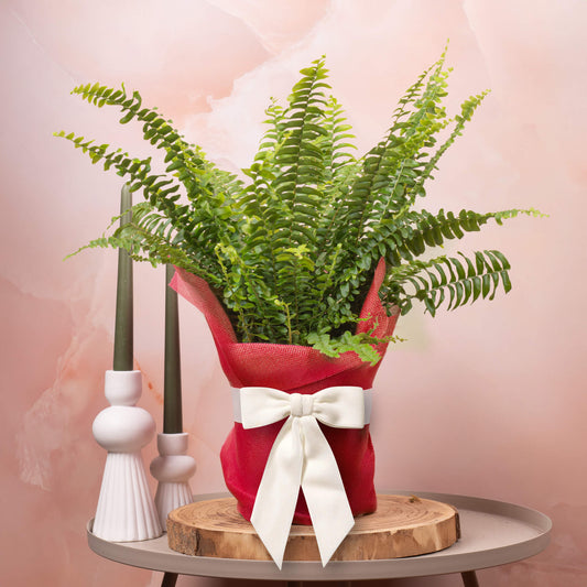 Gift-wrapped Nephrolepis (Red Hessian)