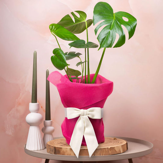 Gift-wrapped Monstera Deliciosa (Pink Hessian)