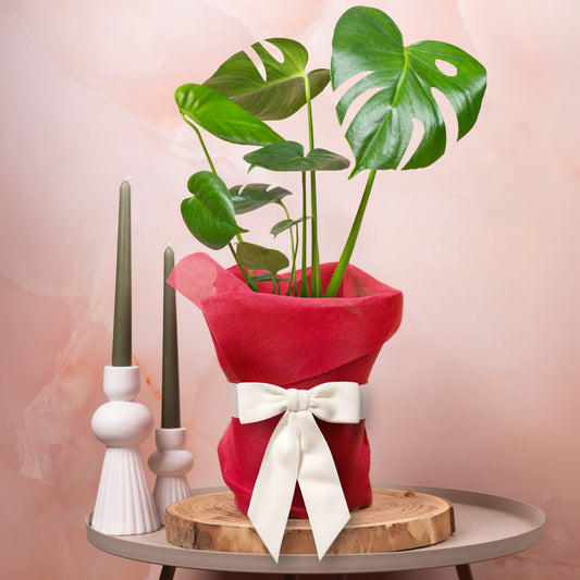 Gift-wrapped Monstera Deliciosa (Red Hessian)
