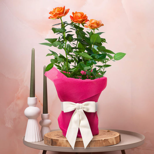 Gift-wrapped Orange Rose (Pink Hessian)