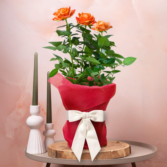 Gift-wrapped orange rose (Red Hessian)