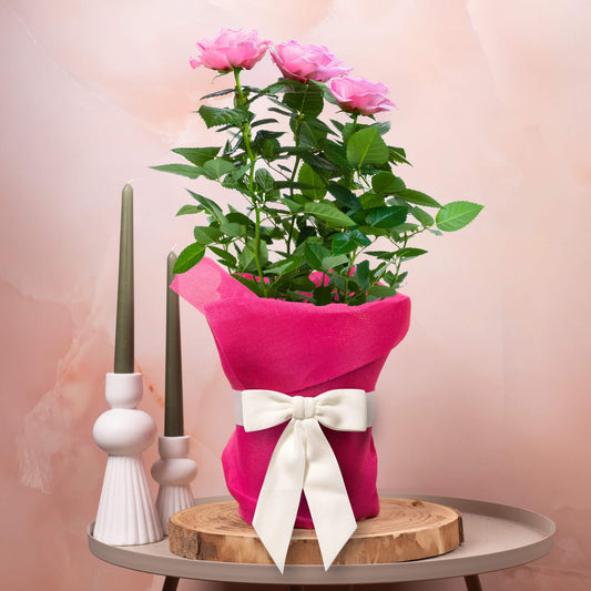 Gift-wrapped Pink Rose (Pink Hessian)
