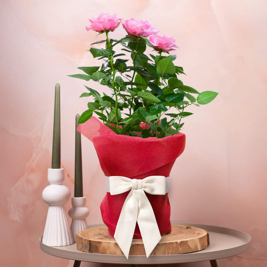 Gift-wrapped Pink Rose (Red Gift Hessian)