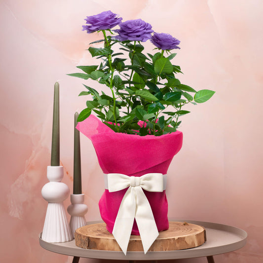 Gift-wrapped Purple Rose (Pink Hessian)