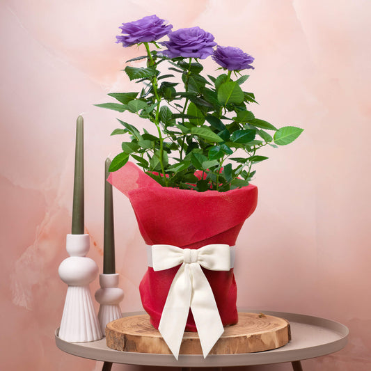 Gift-wrapped Purple Rose (Red Hessian)