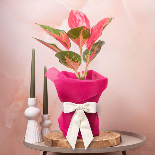 Gift-wrapped Aglaonema Red Zirkon (Pink Hessian)