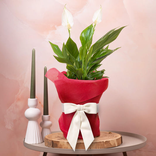 Gift-wrapped Spathiphyllum (Red hessian)
