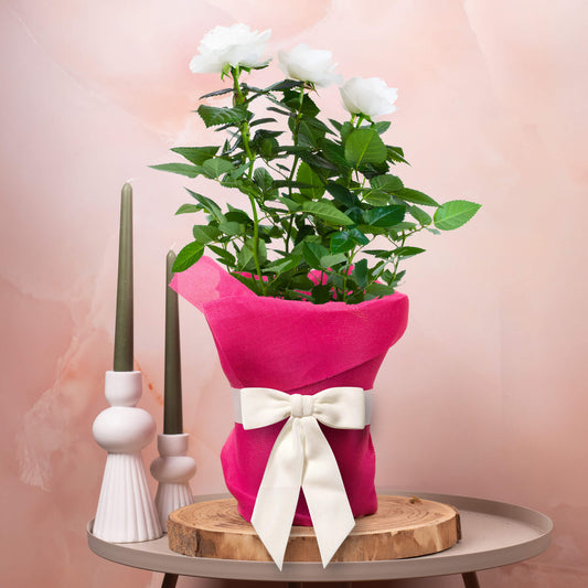 Gift-wrapped White Rose (Pink Hessian)