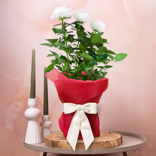 Gift-wrapped White Rose (Red Hessian)