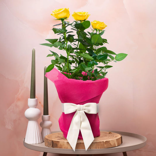 Gift-wrapped Yellow Rose (Pink Hessian)