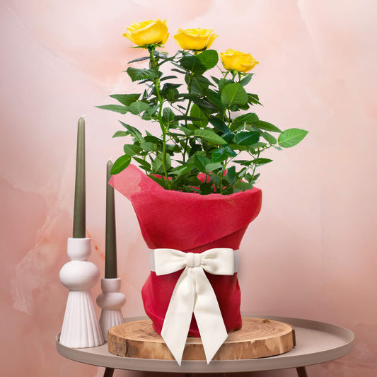 Gift-wrapped Yellow Rose (Red Hessian)