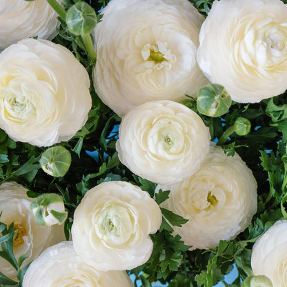 Ranunculus 'Snow White' | Ranunculus Corms – Gardeners Dream