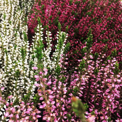 Erica Heather Mix | Winter Heather – Gardeners Dream