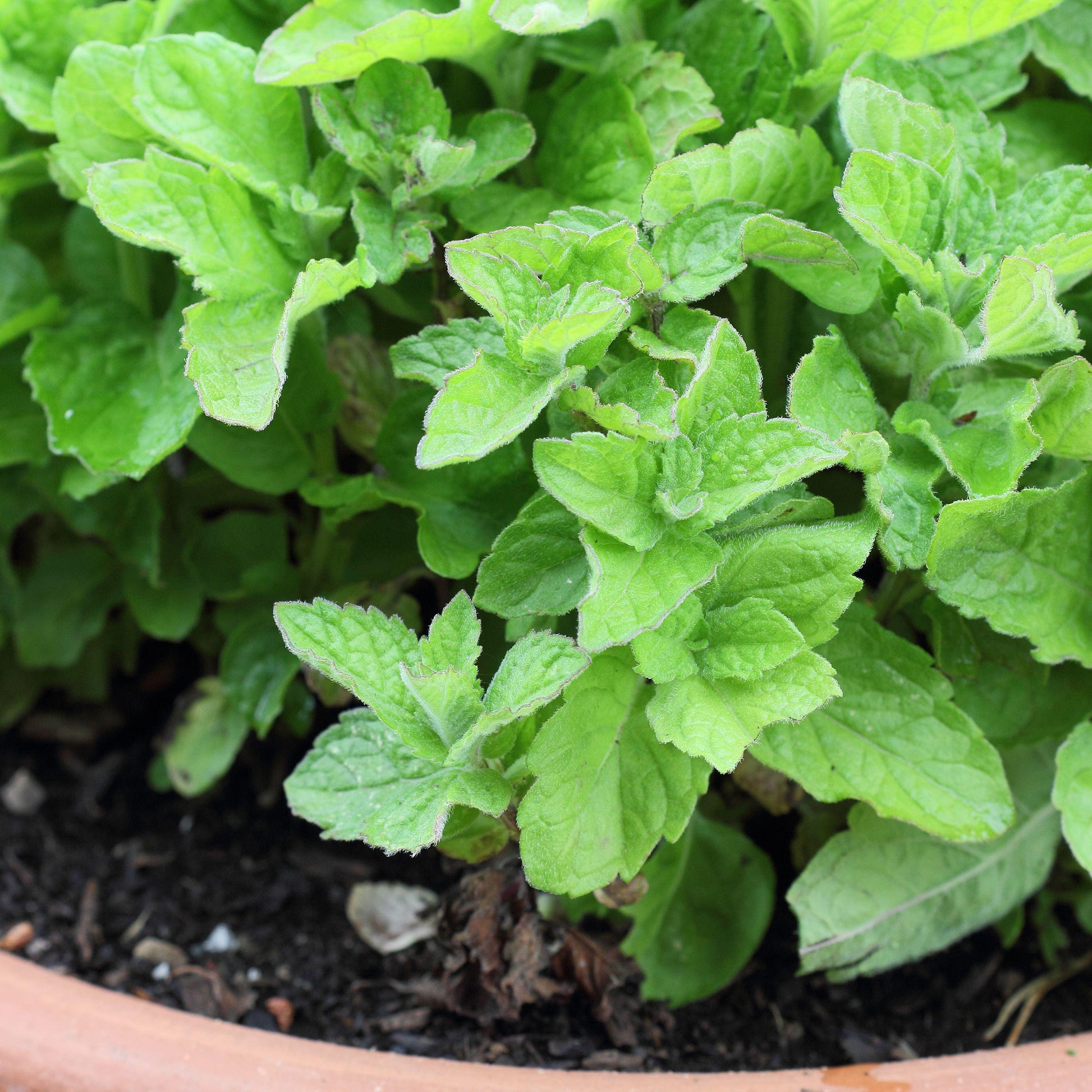 Mint Grapefruit Herb Plants
