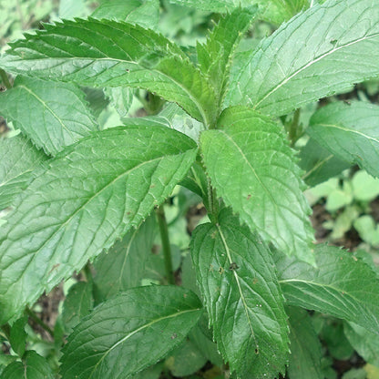 Mint Swiss Herb Plants | Mentha x piperita 'Swiss' – Gardeners Dream