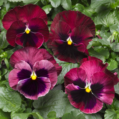 Jumbo Rose Blotch Winter Pansy | Pansy – Gardeners Dream