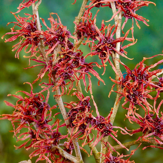 Hamamelis 'Feuerzauber'