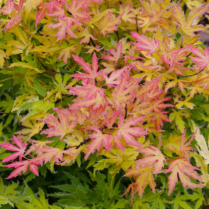 Acer palmatum Metamorphosa Tree | Japanese Maple | Free UK Delivery ...