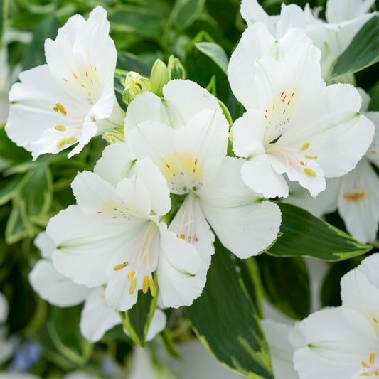 Alstroemeria 'Colorita Claressa'