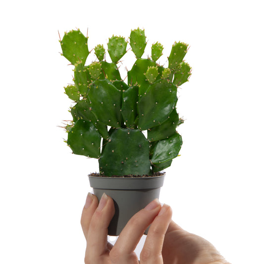 Baby Opuntia 'Microdasys Yellow'