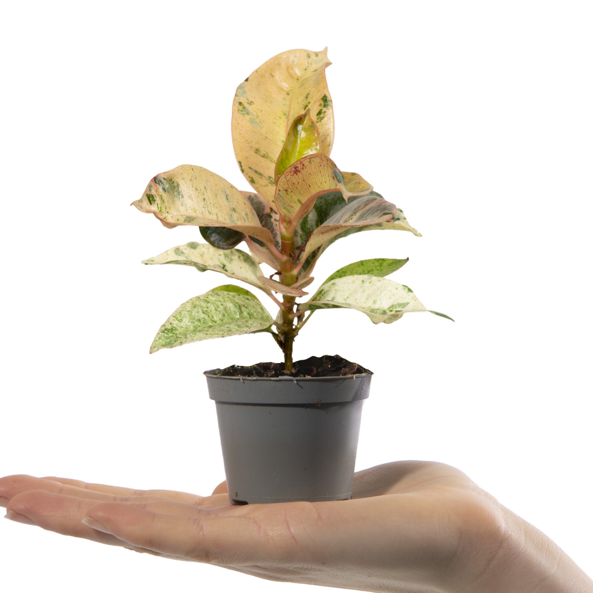 Bebé Ficus Elástica Robusta | Comprar Online | Pur Plant Bebé Ficus Elástica Robusta | Comprar Online | Pur Plant