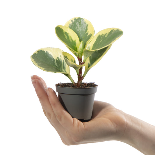 Baby Peperomia 'USA'