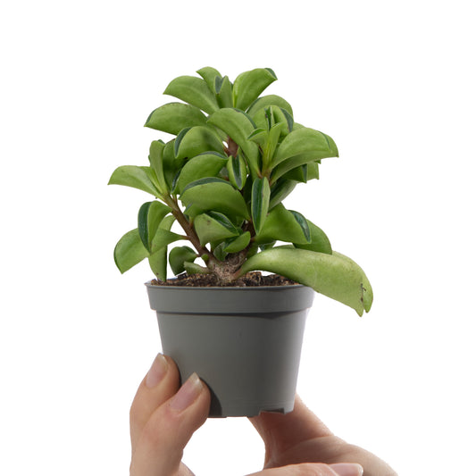 Baby Peperomia 'Fire Sparks'