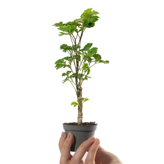 Baby Polyscias 'Butterfly'