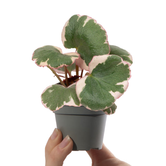 Baby Saxifraga 'Variegata'