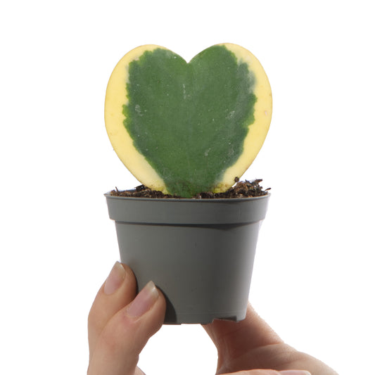 Baby Hoya 'Variegata'