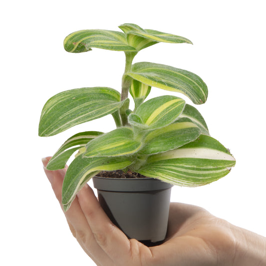 Baby Tradescantia sillamontana 'Variegata'