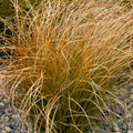 Carex testacea