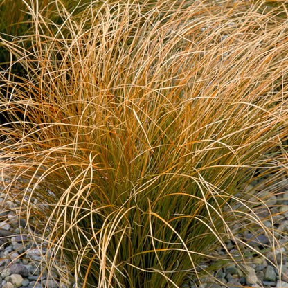 Carex testacea | Orange New Zealand Sedge – Gardeners Dream