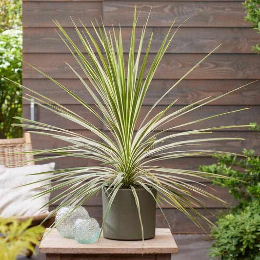 Cordyline 'Lime Passion'