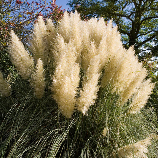 Cortaderia 'Green Goblin'