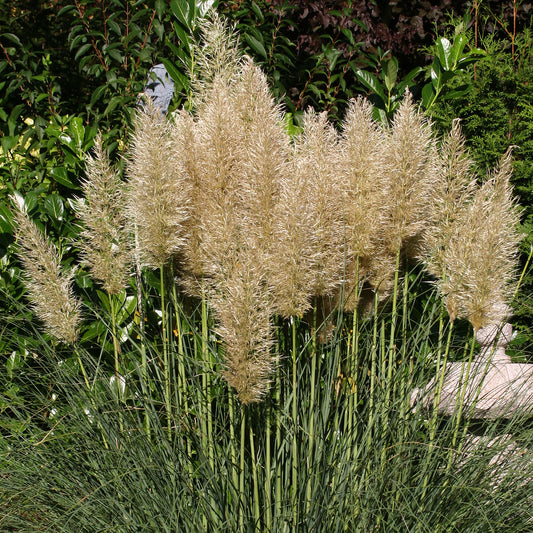 Cortaderia 'Silver Goblin'