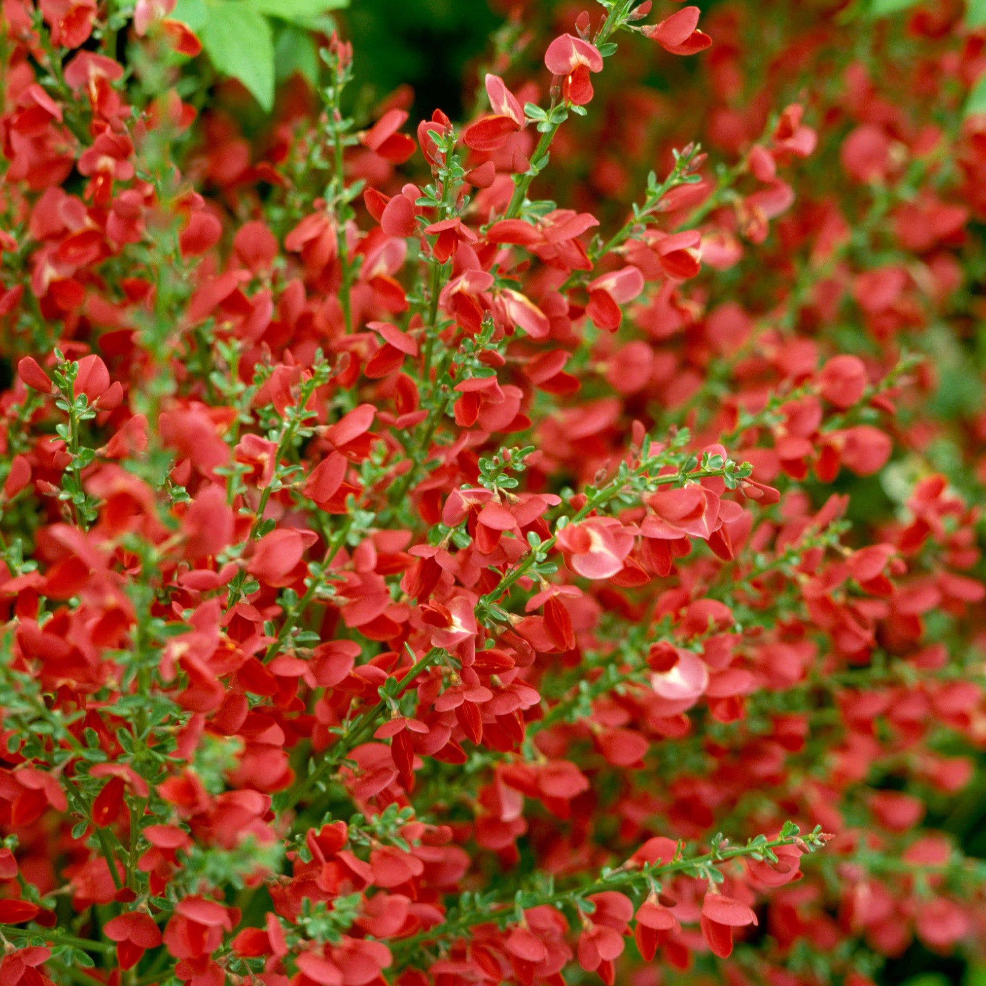 Cytisus 'Red Favourite' | Broom Plant – Gardeners Dream