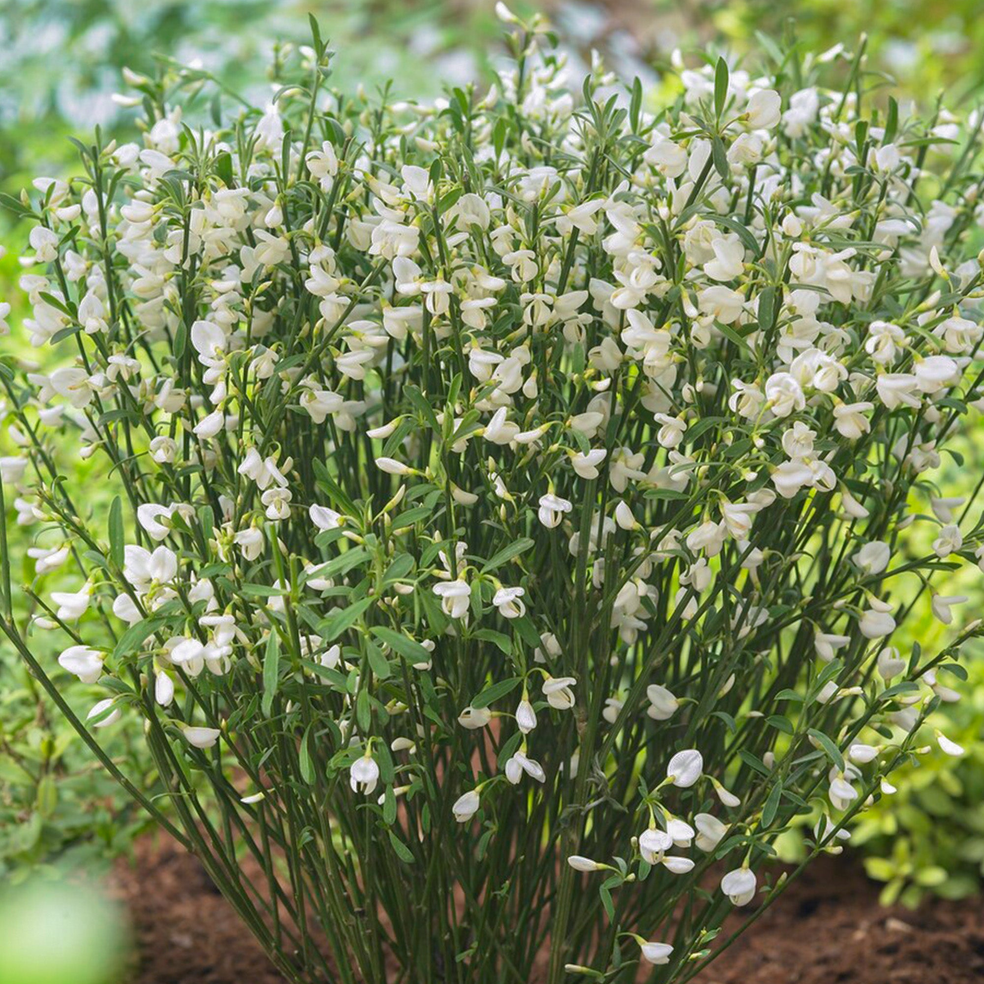Cytisus 'White Lion' | Broom Plant – Gardeners Dream