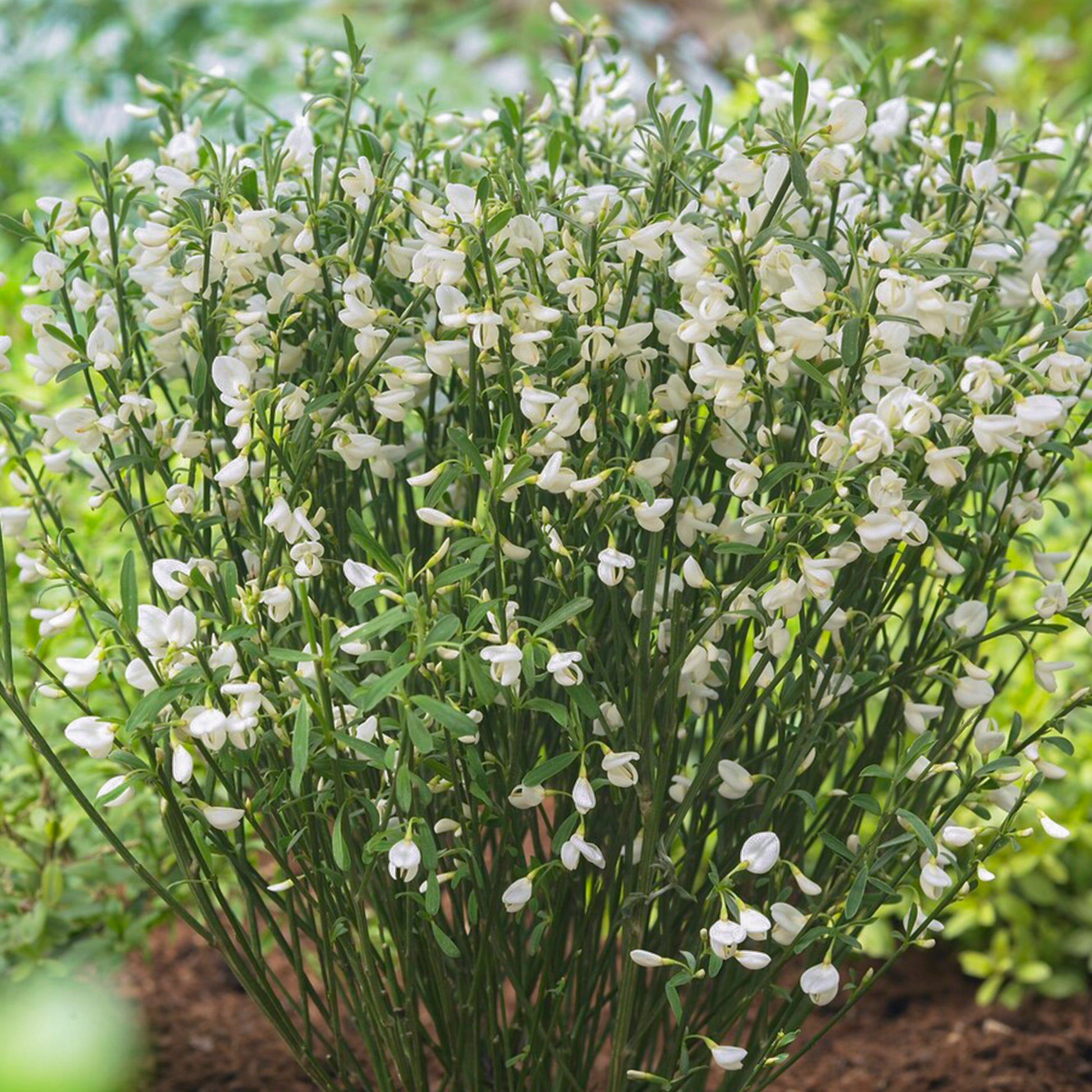 broom plant in pot Cytisus 'White Lion'
