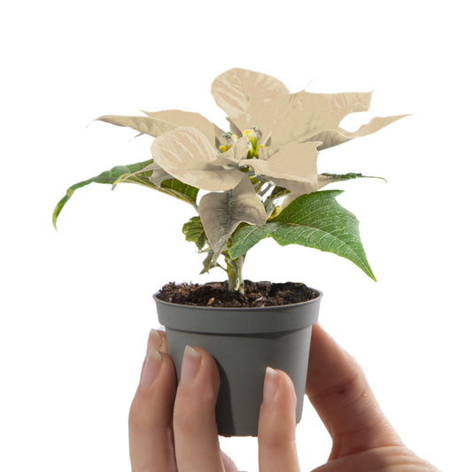 White Baby Poinsettia