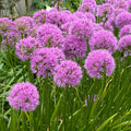 Allium 'Millenium'