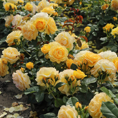 Rosa 'Absolutely Fabulous' | Julia Child – Gardeners Dream