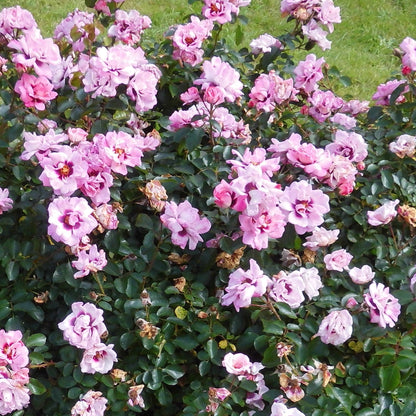 Rosa 'Angel Eyes' | Bright Eyes – Gardeners Dream