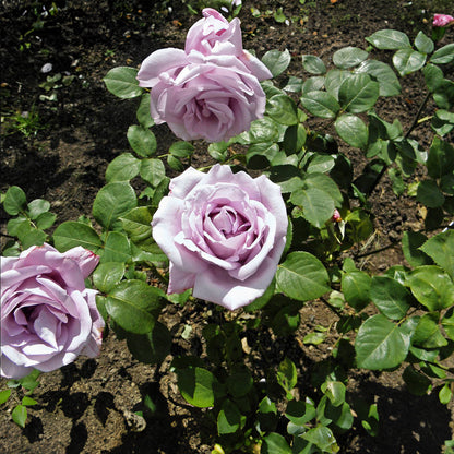 Rosa 'Blue Girl' | Hybrid Tea Rose – Gardeners Dream