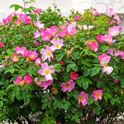 Rose Red Cheeks Rosa 'Rosy Cheeks' | Bush Rose – Gardeners Dream