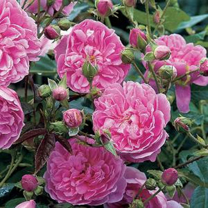 Rosa 'Timeless Pink' | Bush Rose – Gardeners Dream
