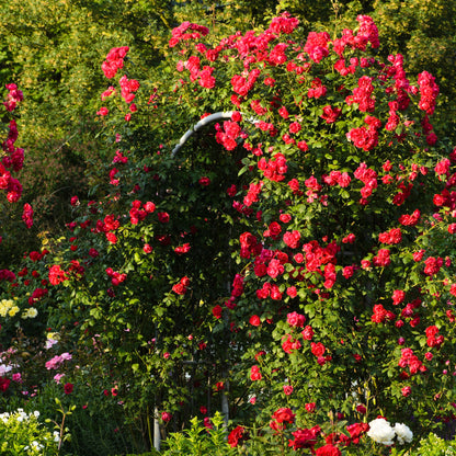 Rosa 'Paul's Scarlet' | Climbing Rose – Gardeners Dream