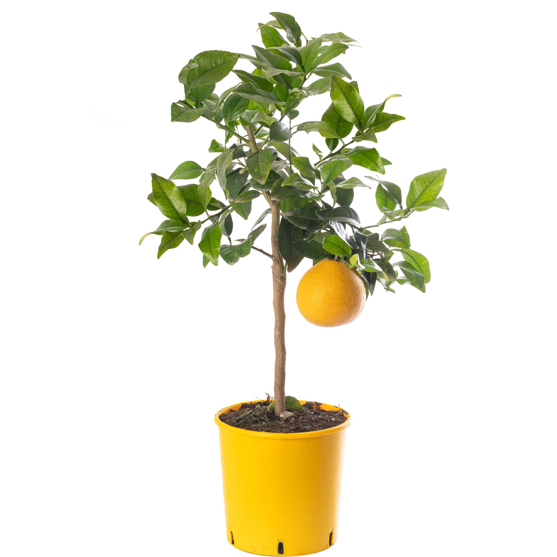 grapefruit plant in pot Grapefruit Tree