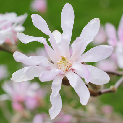 Magnolia 'Leonard Messel' | Bull Bay – Gardeners Dream