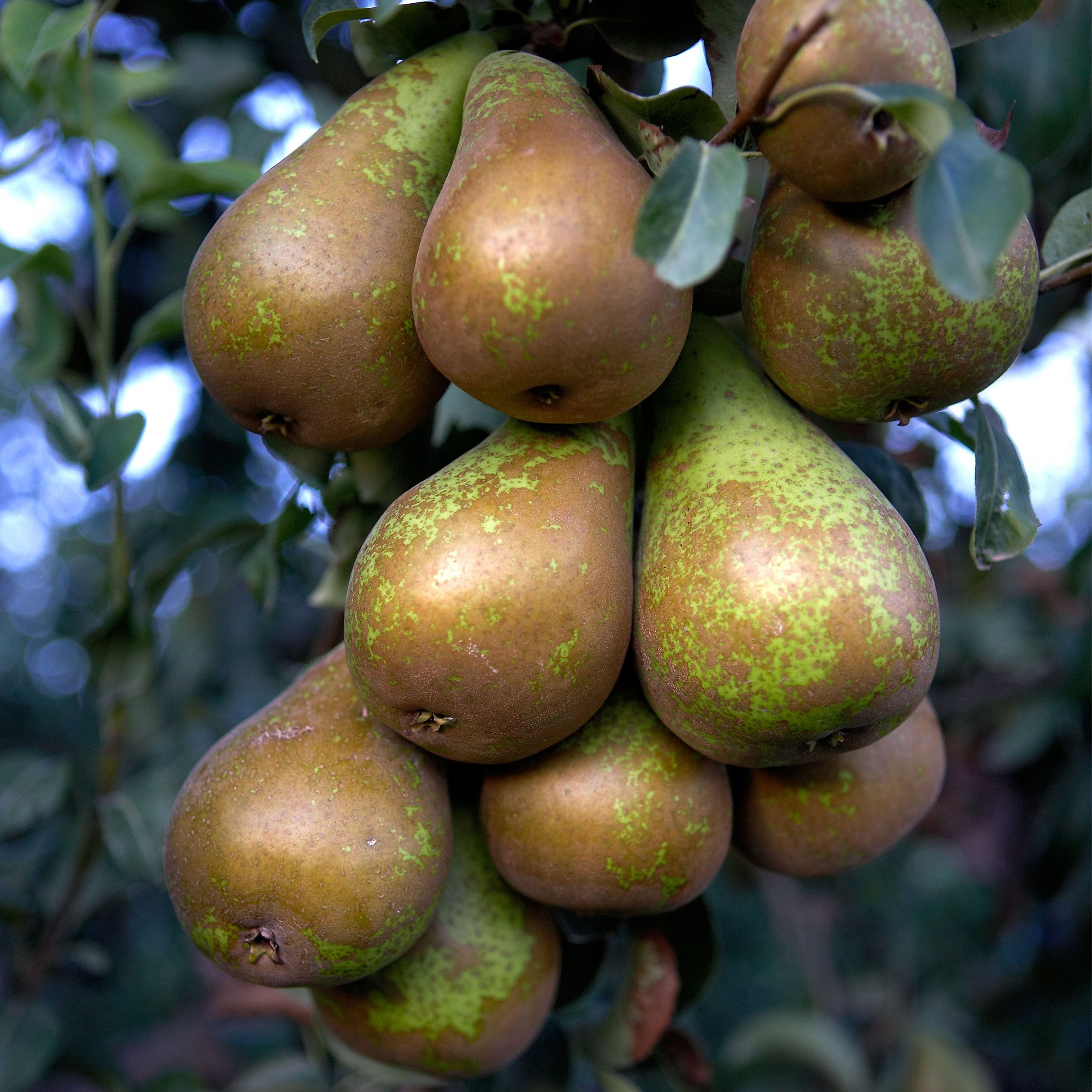 Pear 'Conference' | Pear Tree – Gardeners Dream